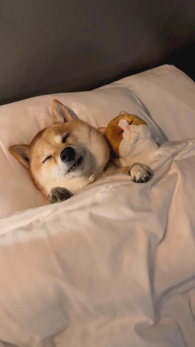 ぬいぐるみと寝るはなちゃん