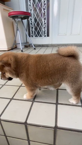 玄関前子犬横向き