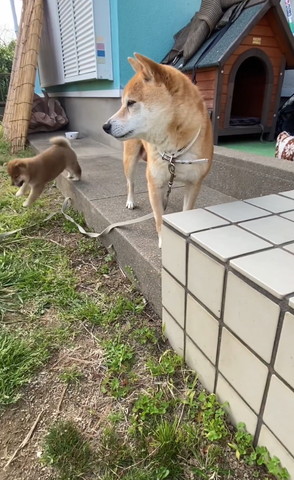 段差飛んでる子犬