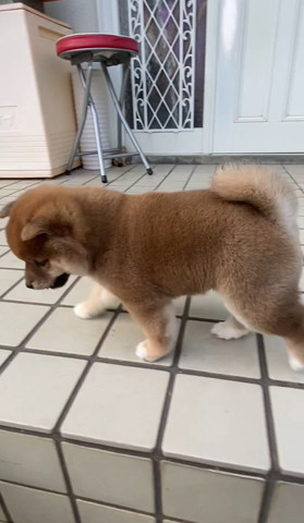 玄関前子犬歩いて下見てる