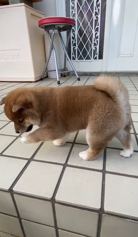 左前足あげて歩いてる子犬