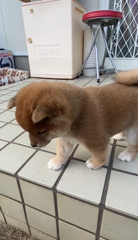 段差の下を見る子犬