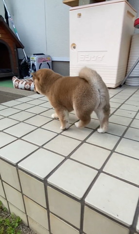 歩いてる子犬後ろ姿