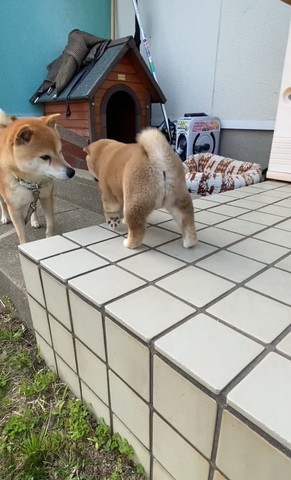段差をおりようとする子犬後ろ姿