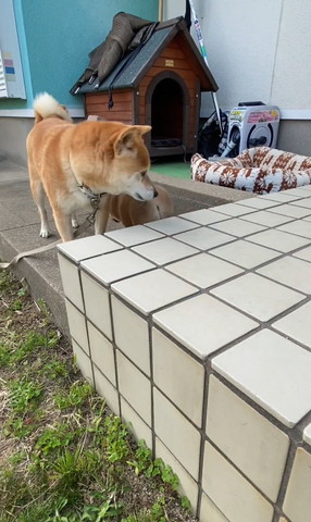 子犬のお尻を見る母犬