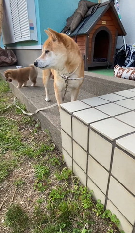 段差おりようとする子犬遠く