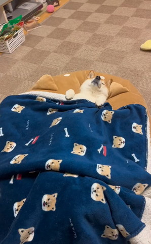 仰向けに寝る柴犬遠くから