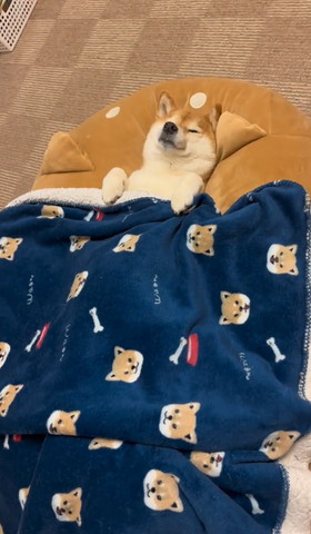 仰向けに寝る柴犬斜め上から