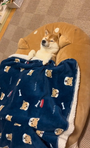 仰向けに寝る柴犬斜め横から