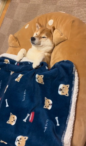 仰向けに寝る柴犬斜め横から少しアップ