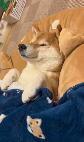 仰向けに寝る柴犬斜め横からアップ