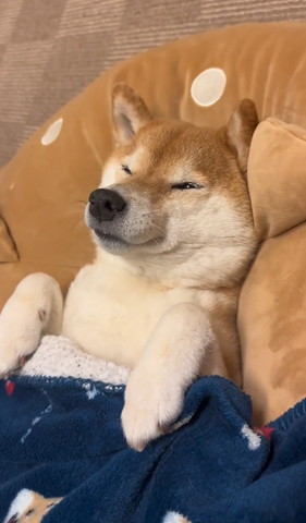 仰向けに寝る柴犬斜め上からアップ