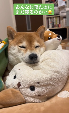 ごまちゃんにアゴのせて寝るワンコ