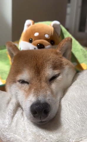 ぬいぐるみ頭に乗せて寝るワンコ