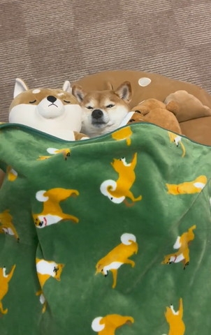 ぬいぐるみに挟まれて寝るワンコ