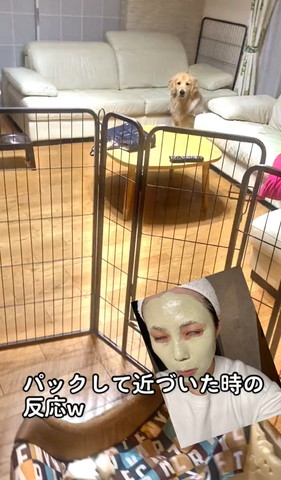 白いソファーの前にいるワンコ遠く