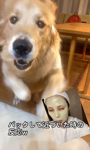 向かってくるワンコアップ