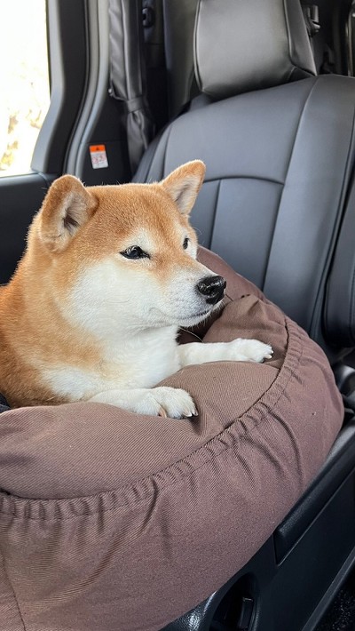 座っているワンコ