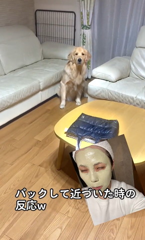 白いソファーの前にいるワンコ