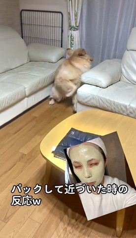 勢いよく後ろ振り返るワンコ