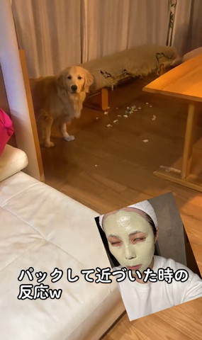 破れたソファーの前で仁王立ちワンコ