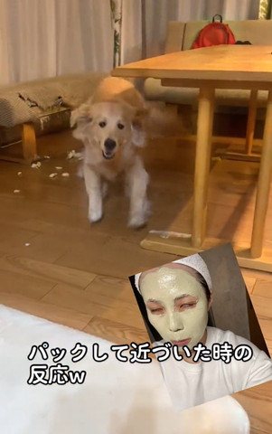 向かってくるワンコ