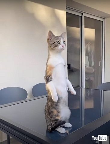 立ち上がって見つめる猫