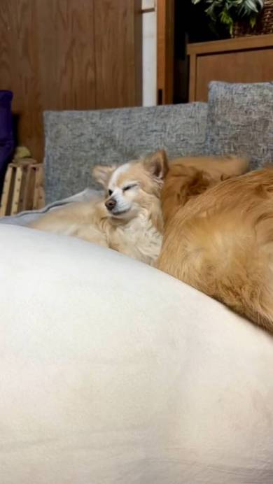 ゴールデンレトリバーのしっぽがバシバシ当たるチワワ