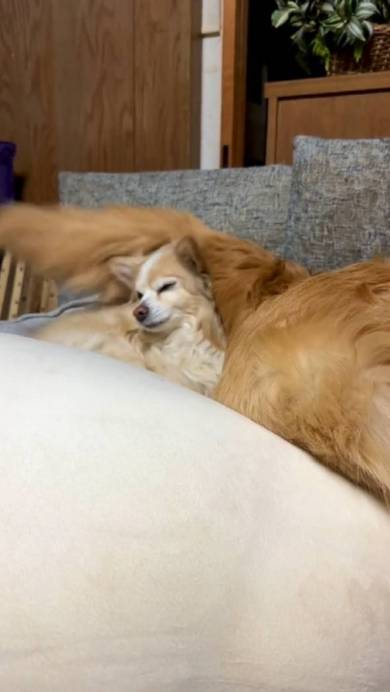 ゴールデンレトリバーのしっぽがバシバシ当たるチワワ