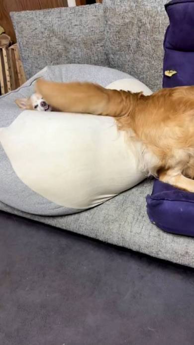 ゴールデンレトリバーのしっぽがバシバシ当たるチワワ