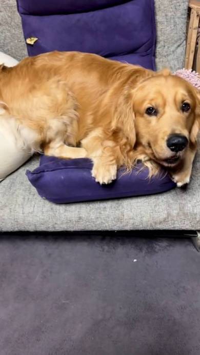 ゴールデンレトリバーのしっぽがバシバシ当たるチワワ