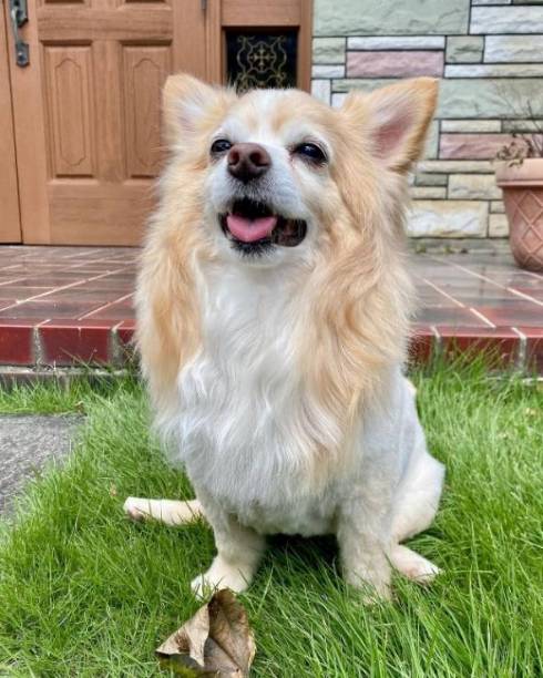 ゴールデンレトリバーのしっぽがバシバシ当たるチワワ