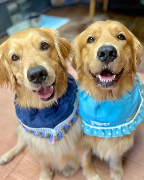 ゴールデンレトリバーのしっぽがバシバシ当たるチワワ