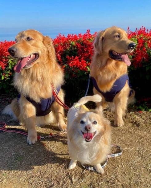 ゴールデンレトリバーのしっぽがバシバシ当たるチワワ