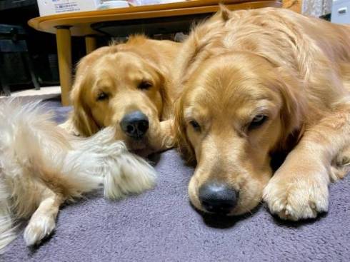 ゴールデンレトリバーのしっぽがバシバシ当たるチワワ