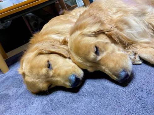 ゴールデンレトリバーのしっぽがバシバシ当たるチワワ