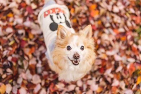 ゴールデンレトリバーのしっぽがバシバシ当たるチワワ