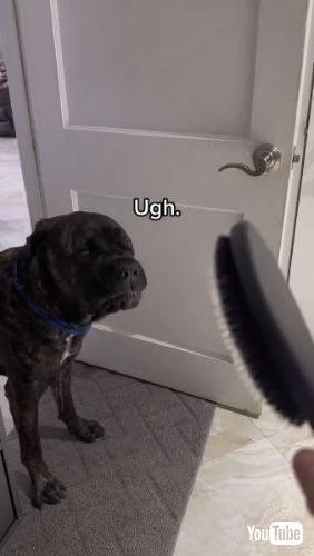 抗議するワンコ