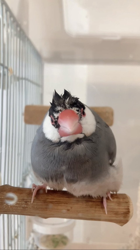 文鳥