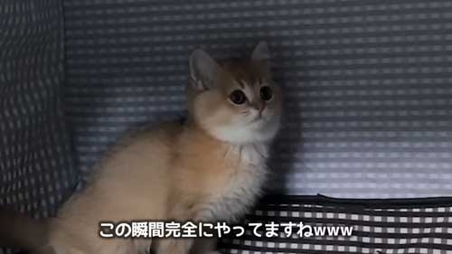 初めてのお風呂に絶望する子猫