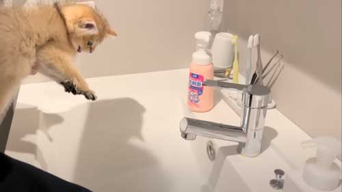 初めてのお風呂に絶望する子猫