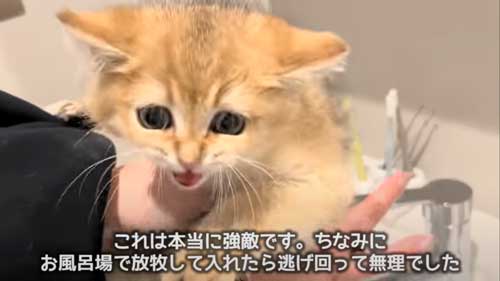 初めてのお風呂に絶望する子猫