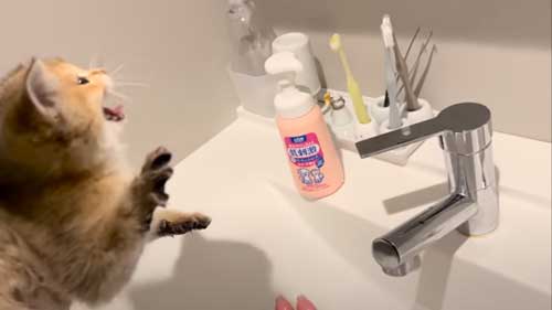 初めてのお風呂に絶望する子猫