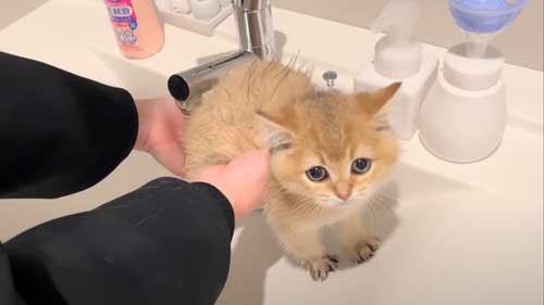 初めてのお風呂に絶望する子猫