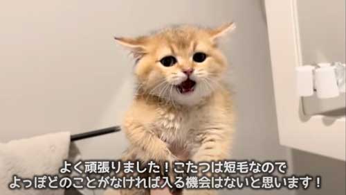 初めてのお風呂に絶望する子猫