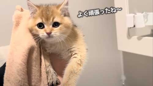 初めてのお風呂に絶望する子猫