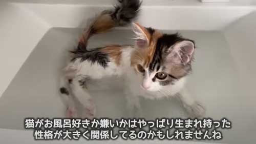 初めてのお風呂に絶望する子猫