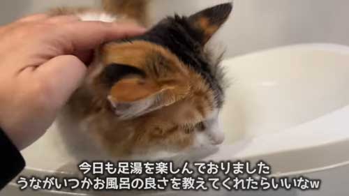 初めてのお風呂に絶望する子猫