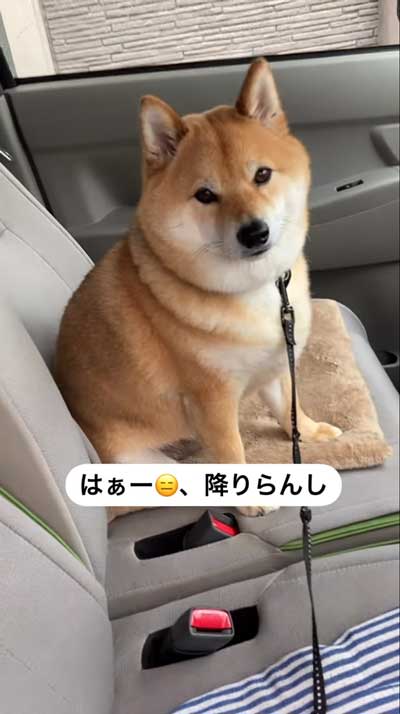 降車拒否をする柴犬