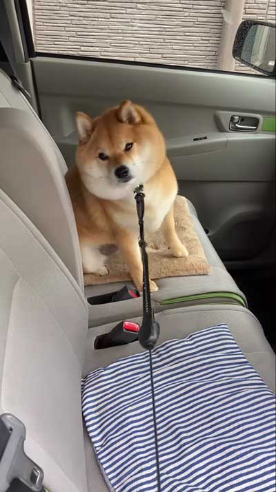 降車拒否をする柴犬